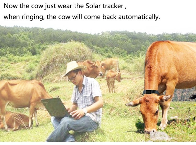 Mini traqueur solaire de généralistes d'animal, dispositif de cheminement animal en temps réel pour le chameau de cheval de bétail