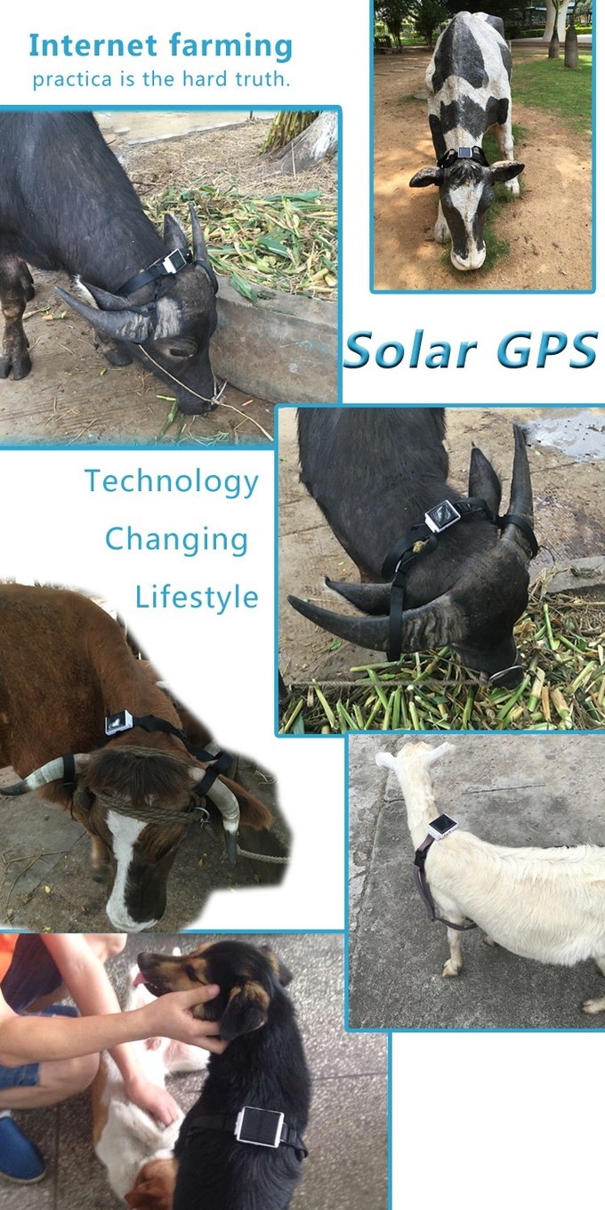 Mini traqueur solaire de généralistes d'animal, dispositif de cheminement animal en temps réel pour le chameau de cheval de bétail